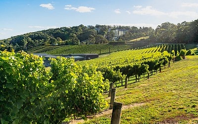 Top 5 Attractions in the Adelaide Hills