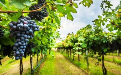 Experience Barossa Valley’s World-Renowned Wines and Artisan Food Culture