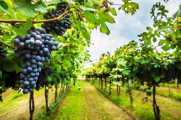 barossa valley
