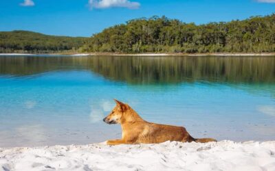 The Ultimate Guide to Fraser Island, QLD: An Unforgettable Adventure