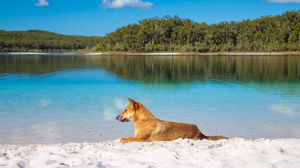 best things to do in Hervey Bay