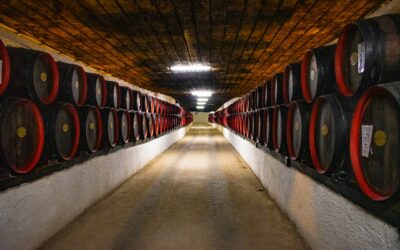 Best Wineries on Mornington Peninsula: Expert Guide to Pt Leo Estate, Ten Minutes by Tractor, Yabby Lake & Hidden Gems
