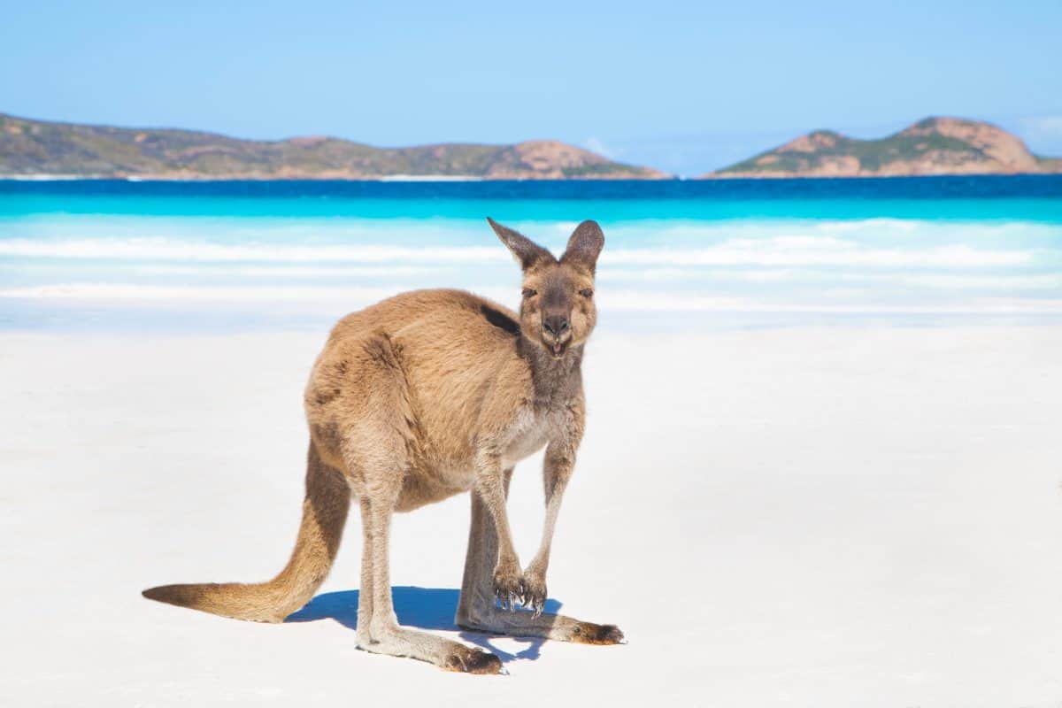 esperance kangaroo