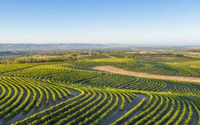 Best Things to Do in McLaren Vale