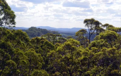 Discovering Walpole: The Hidden Gem of Western Australia